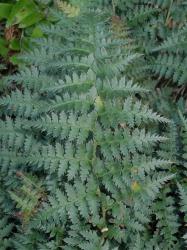 Polystichum oculatum. Adaxial surface of mature 2-pinnate frond showing concolorous costae and lamina, and sharply serrate ultimate segments.
 Image: L.R. Perrie © Leon Perrie CC BY-NC 3.0 NZ